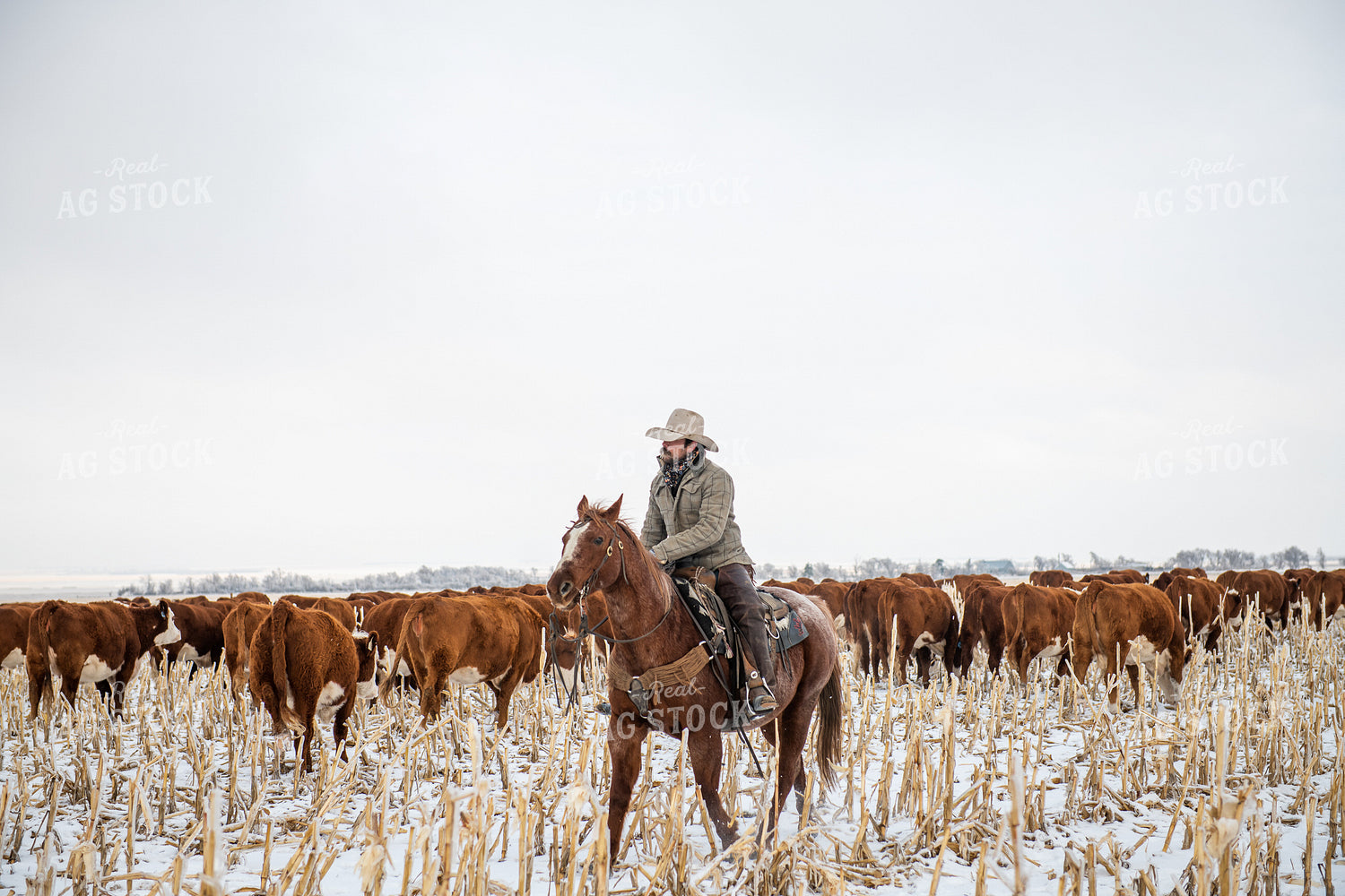 Rancher on Horseback Herding Cattle 212066