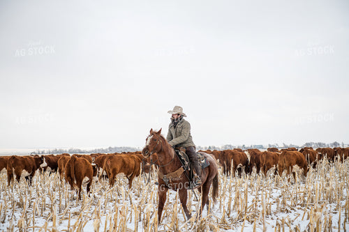 Rancher on Horseback Herding Cattle 212066
