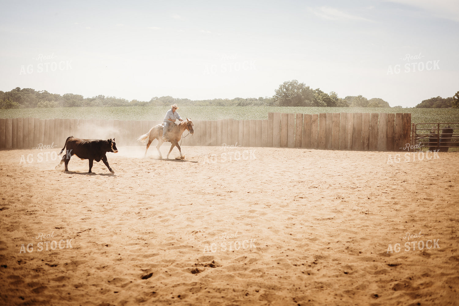 Sorting Cattle on Horseback 281108