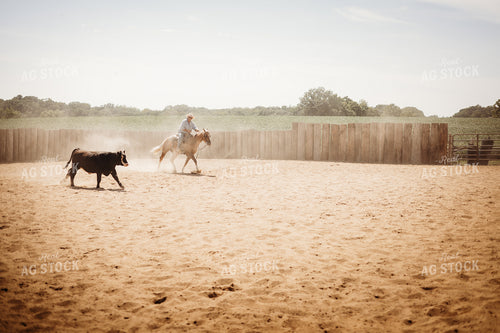 Sorting Cattle on Horseback 281108