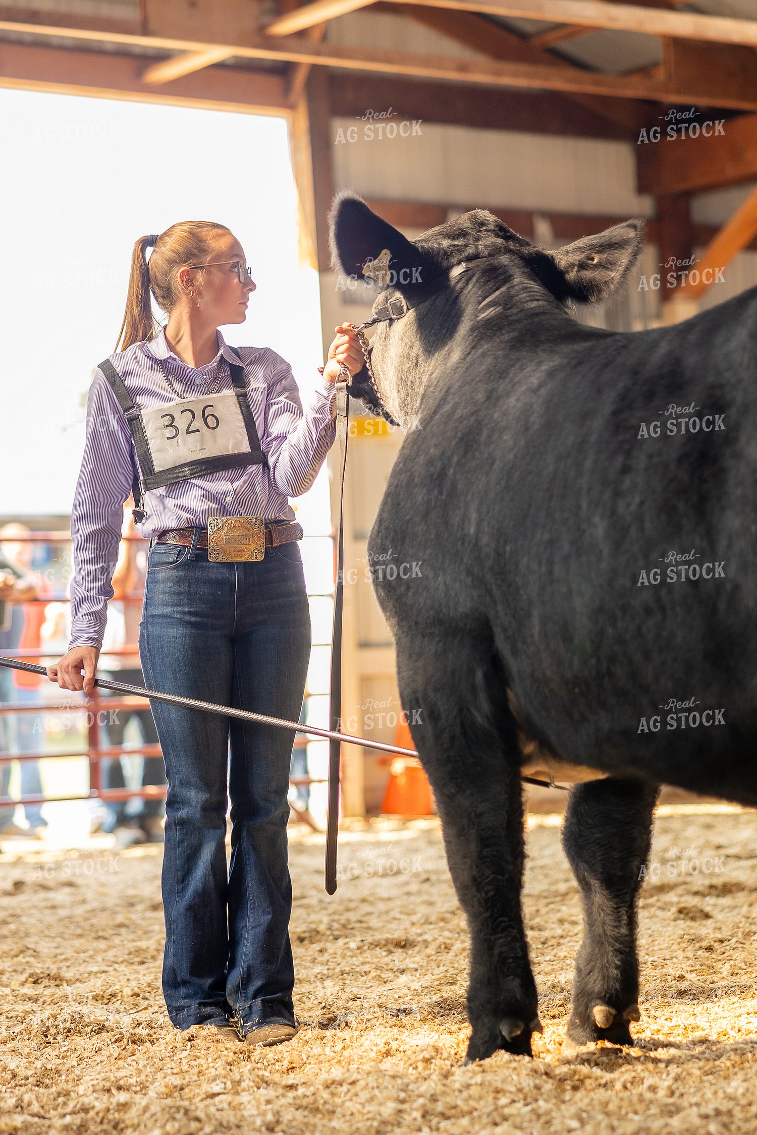 Showing Cattle 194057