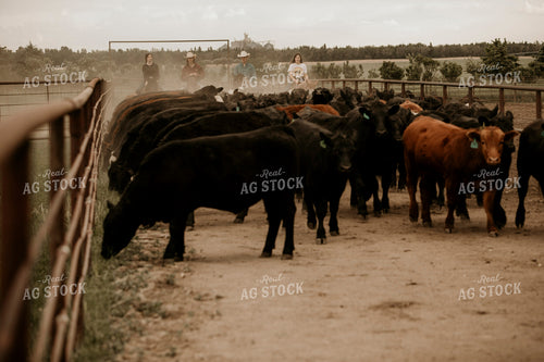 Feedyard 3081