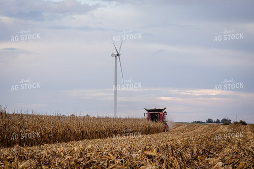 Corn Harvest 268202