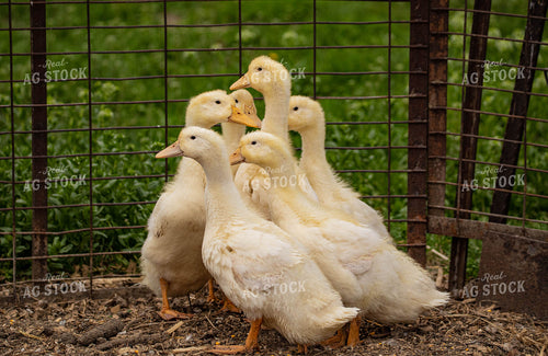 Ducks 215024