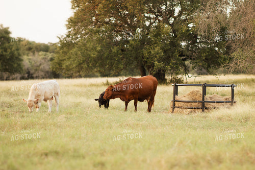 Cattle on Pasture 288007