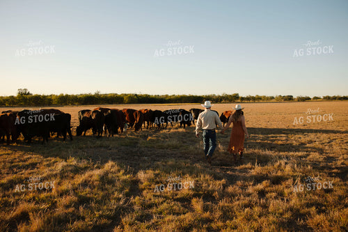 Ranch Couple Walking by Cattle 205165