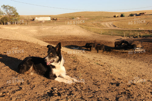 Cattle and Dog on Farmyard 95014