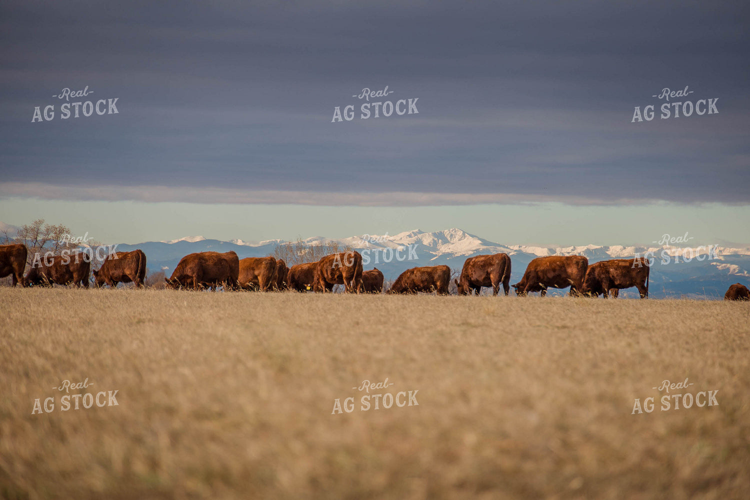 Angus Cows in Pasture 97103