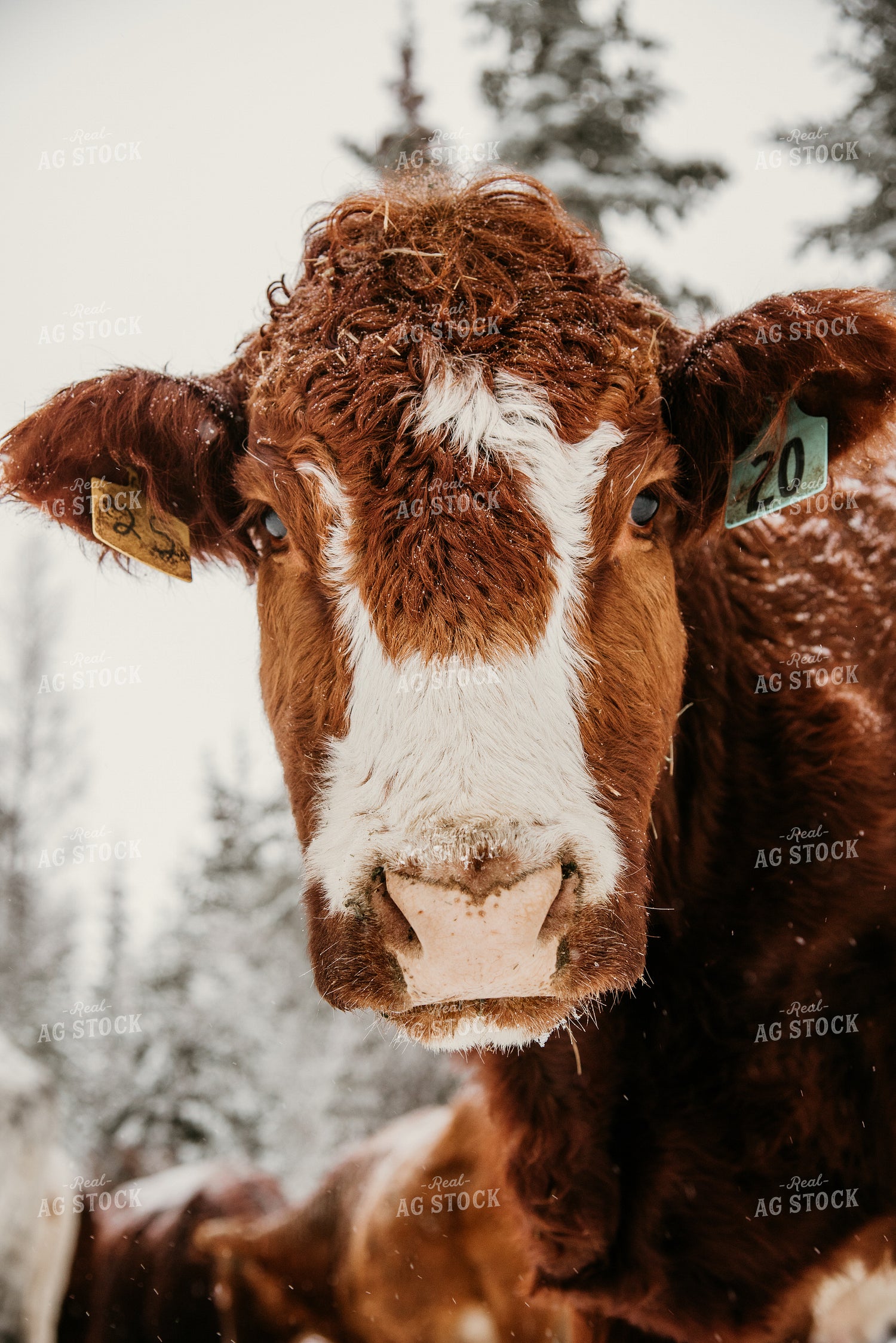 Crossbred Cattle Head 64319