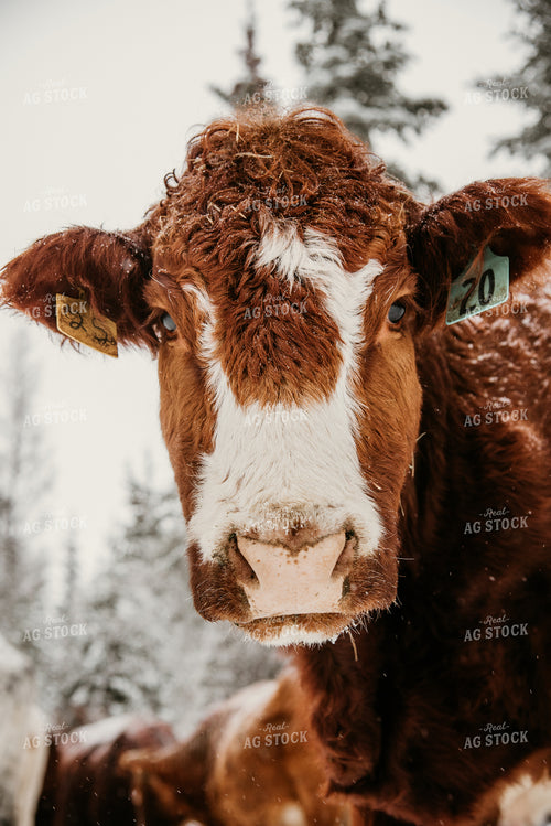 Crossbred Cattle Head 64319