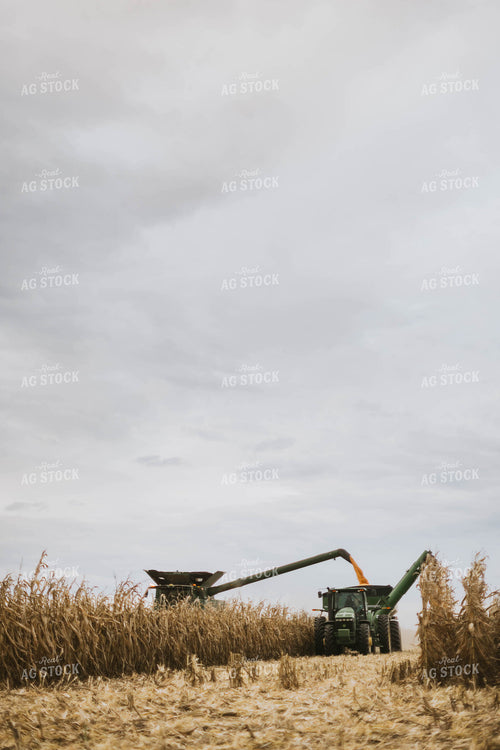 Corn Harvest 8580