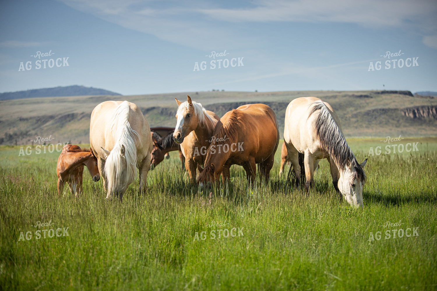 Foals and Mares 78214