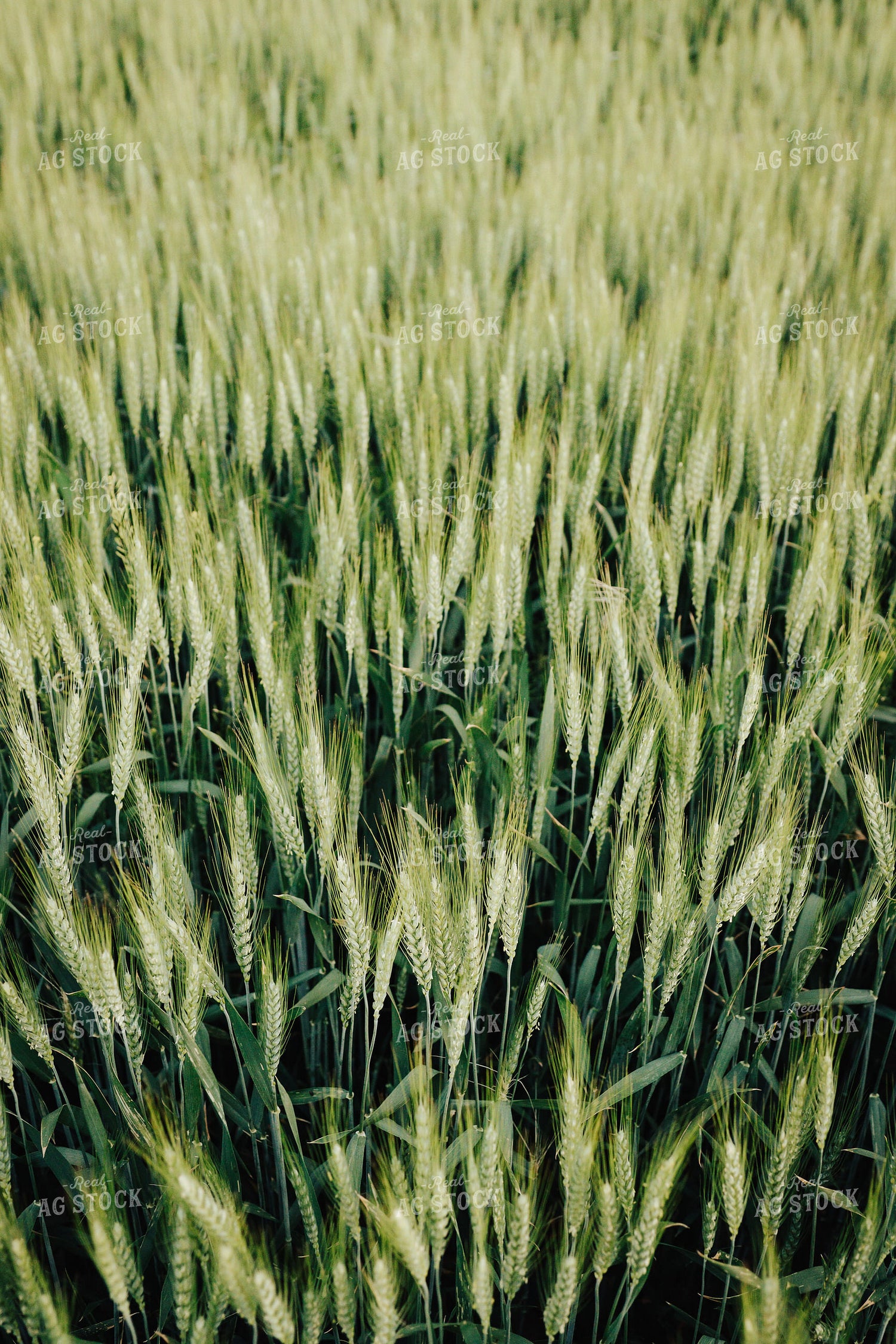 Wheat Field 83158