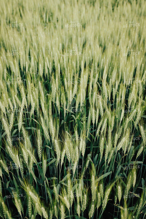 Wheat Field 83158