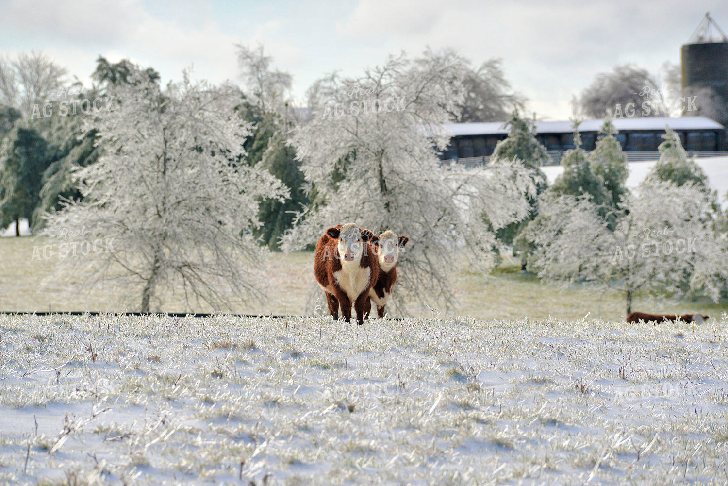 Herefords in Snowy Pasture 110020