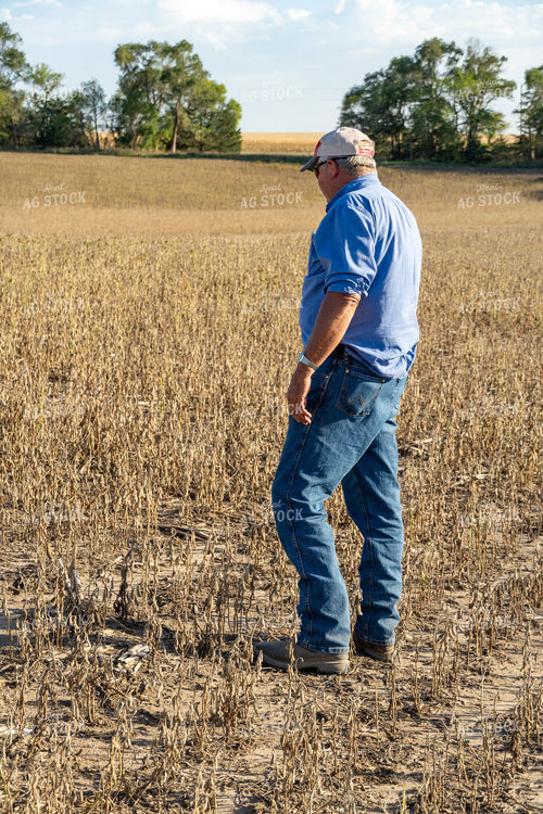 Farmer in Hail Damaged Soybean Field 65073