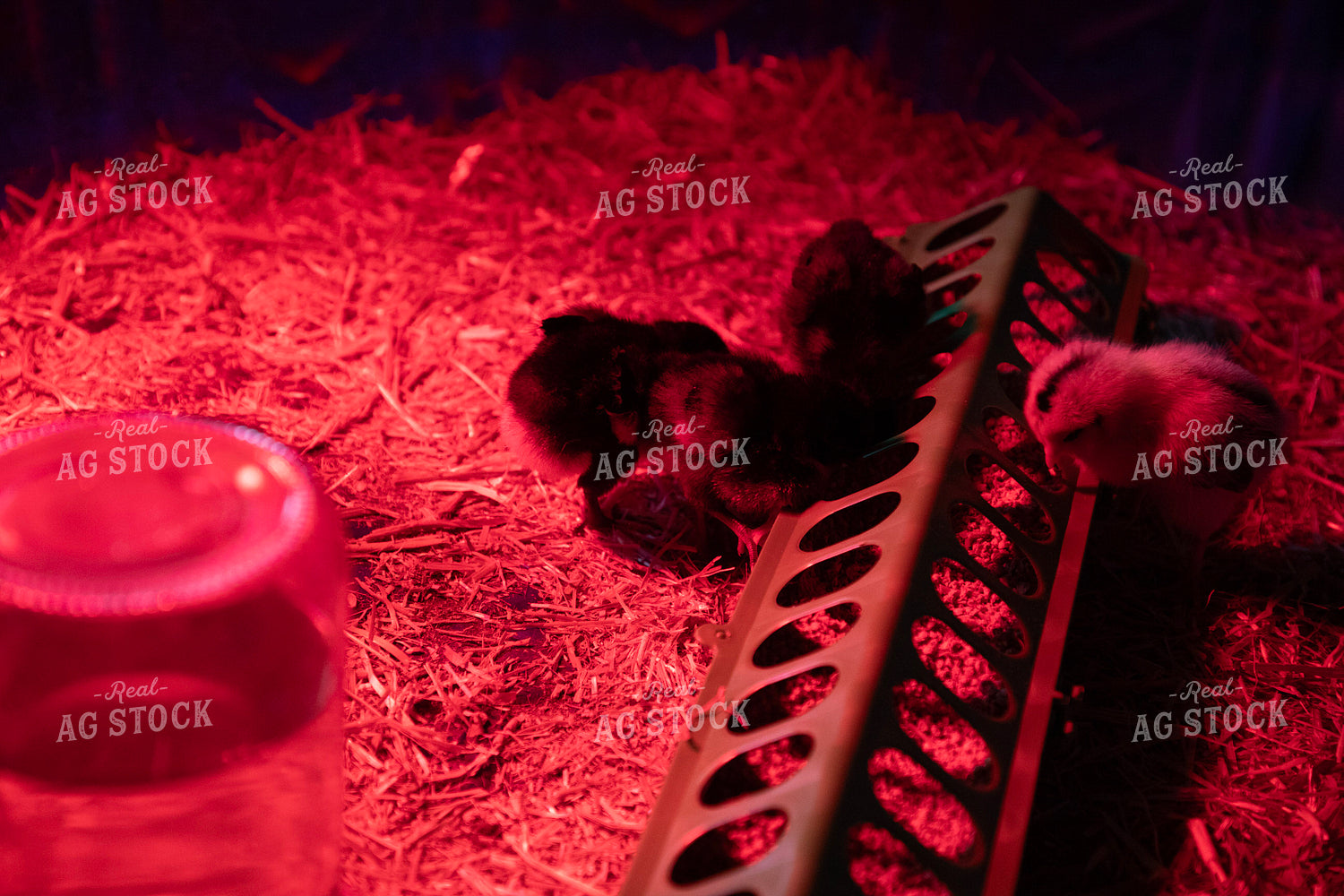 Chicks Under Warmer 117340