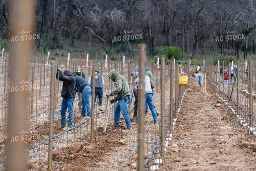 Vineyard Grape Production 107030