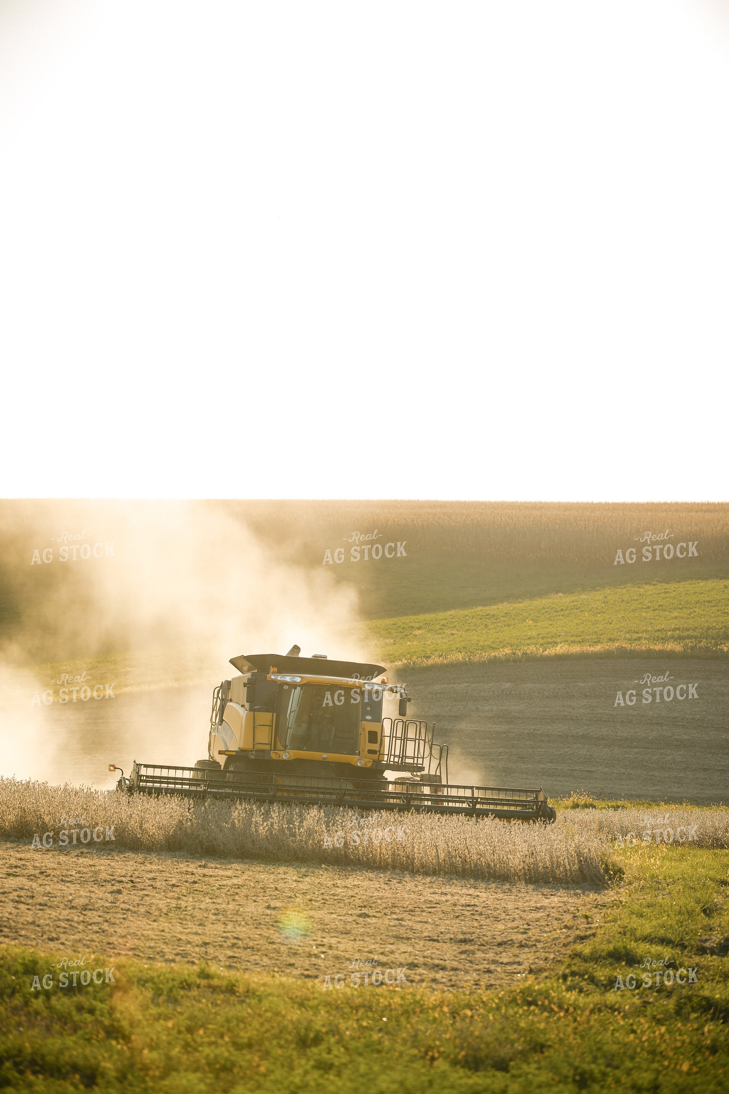 Soybean Harvest 215114