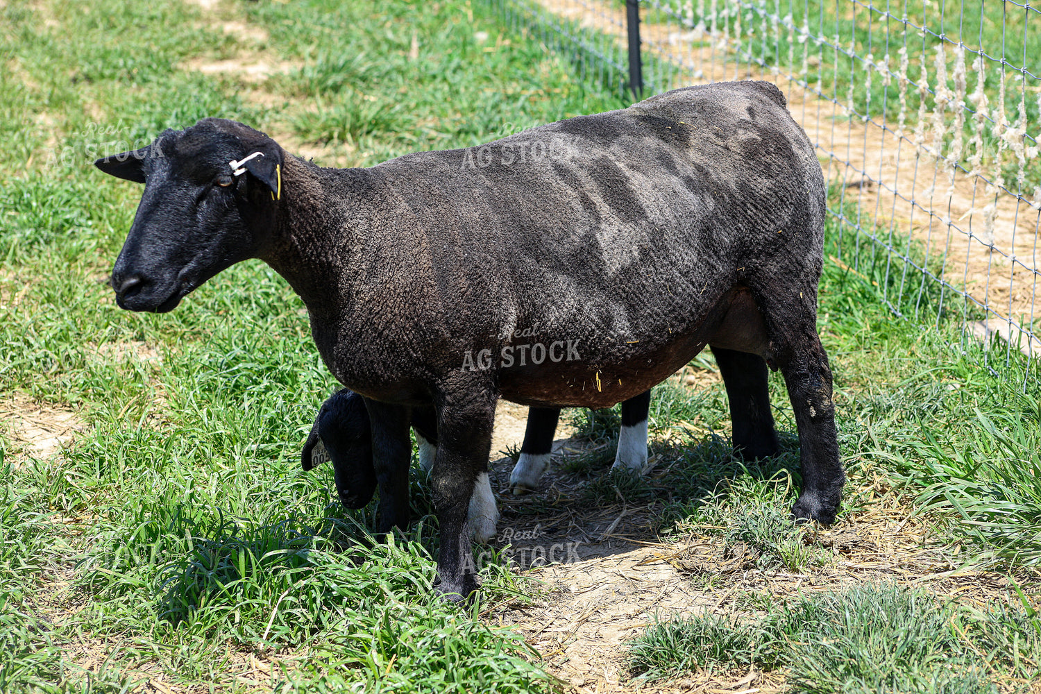 Lambs and Ewes 84244