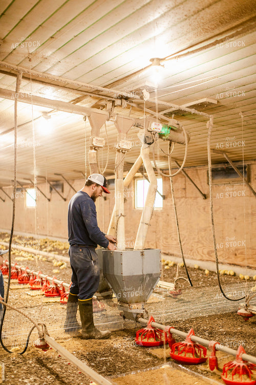 Farmer in Chicken Barn 280009