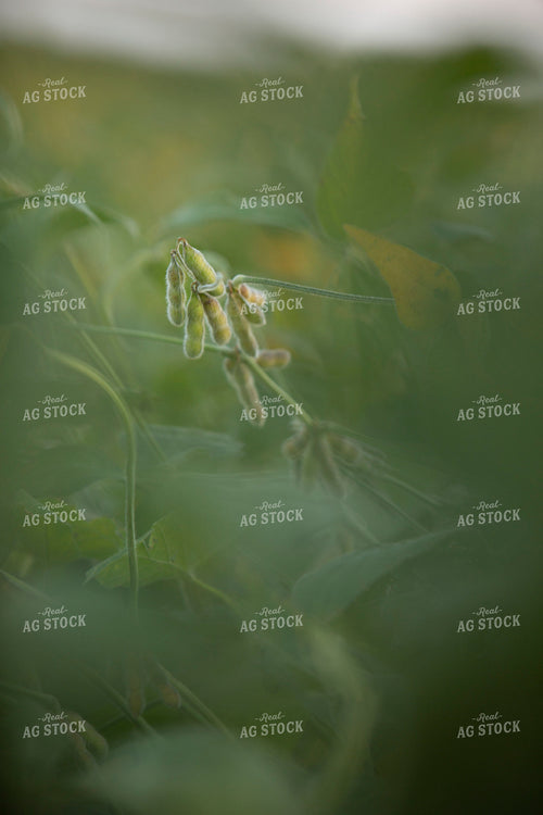 Soybeans - Mid-Season 1458