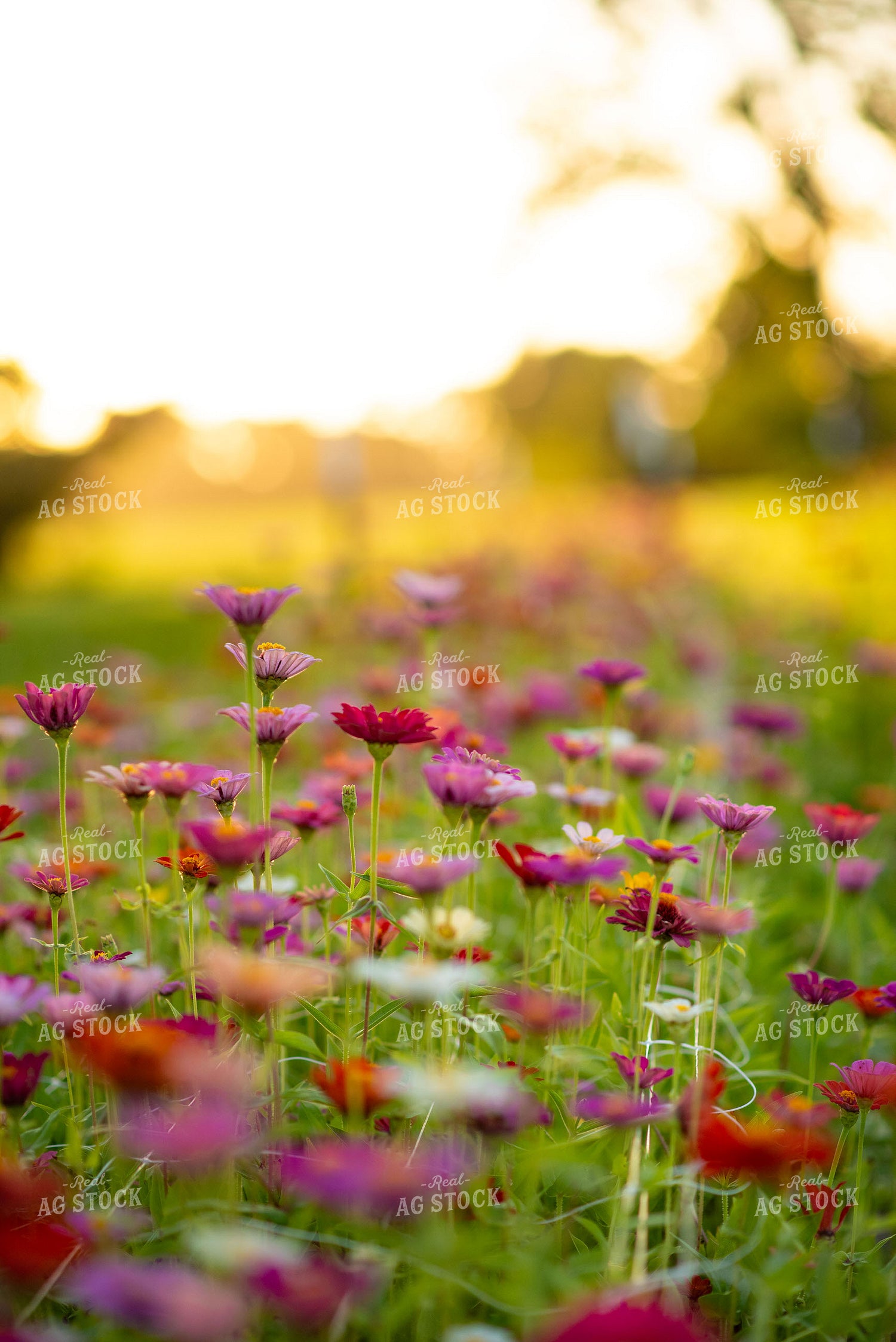 Zinnias 136240