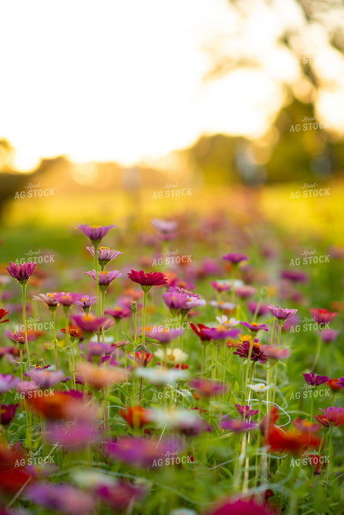 Zinnias 136240