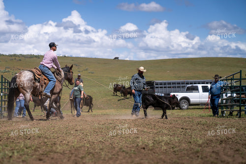 Working Calves 65437
