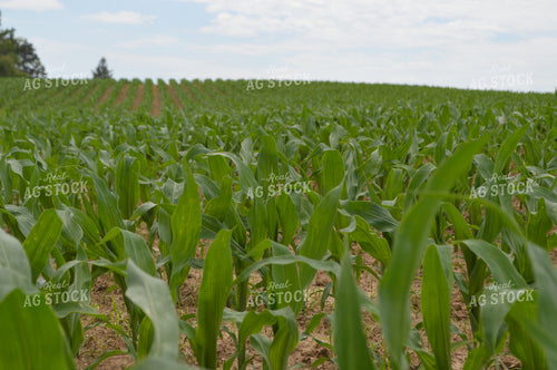 Midseason Corn 206046