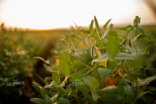 Soybeans - Mid-Season 2369
