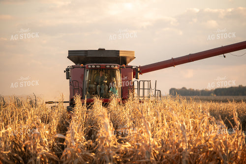 Corn Harvest 76510