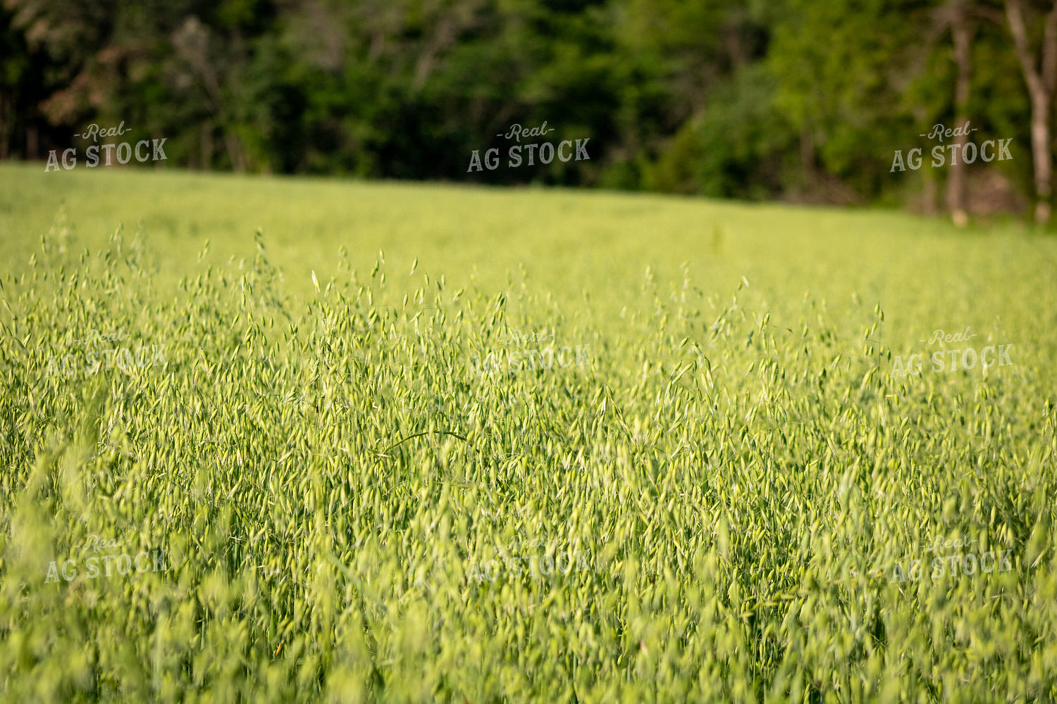 Midseason Oats 214234