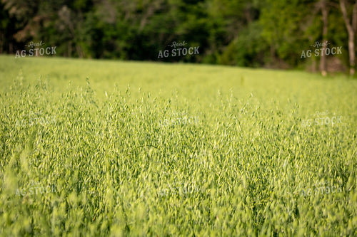 Midseason Oats 214234