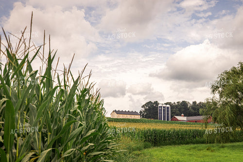 Dairy Farm in Summer 270189