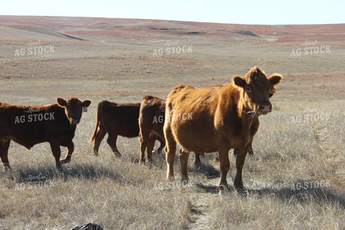 Angus Cattle in Pasture 95013