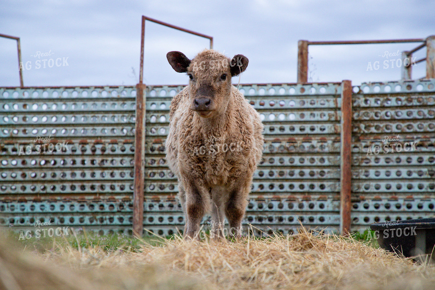 Crossbred Calf 208037
