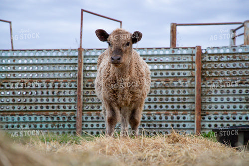 Crossbred Calf 208037