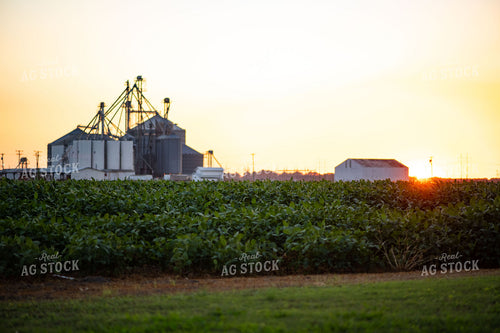 Soybean Field at Sunset 136185