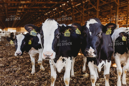 Holstein Cattle in Open Air Barn 152206