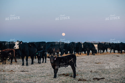 Angus and Black Baldy Cattle in Pasture 53014