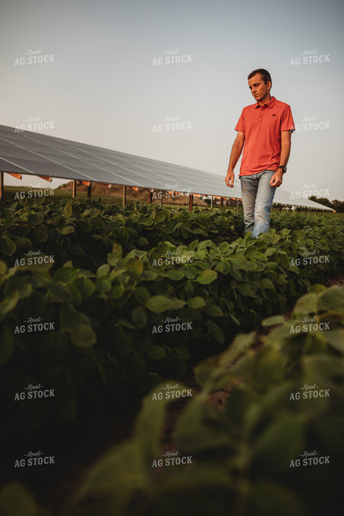 Farmer with Soybean Field and Solar Panels 4609