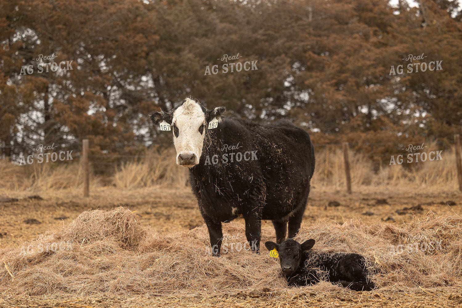 Cow Calf Pair 303023