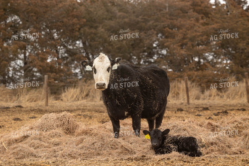 Cow Calf Pair 303023