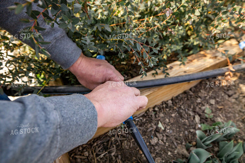 Irrigated Flower Farm Bed 270440