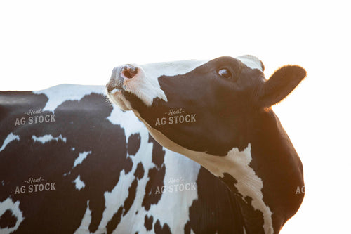 Holstein Dairy Cow 55072