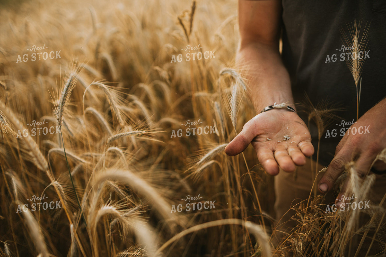 Farmer in Rye Field 5984