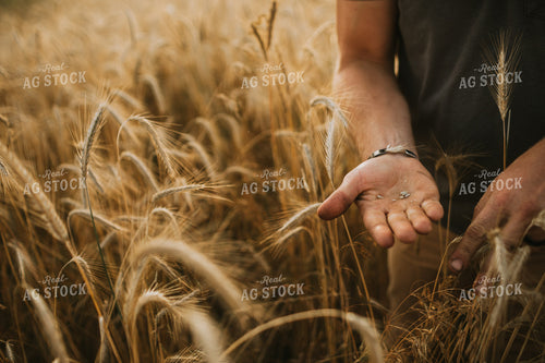 Farmer in Rye Field 5984