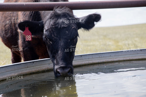 Cattle at Water Trough 117049