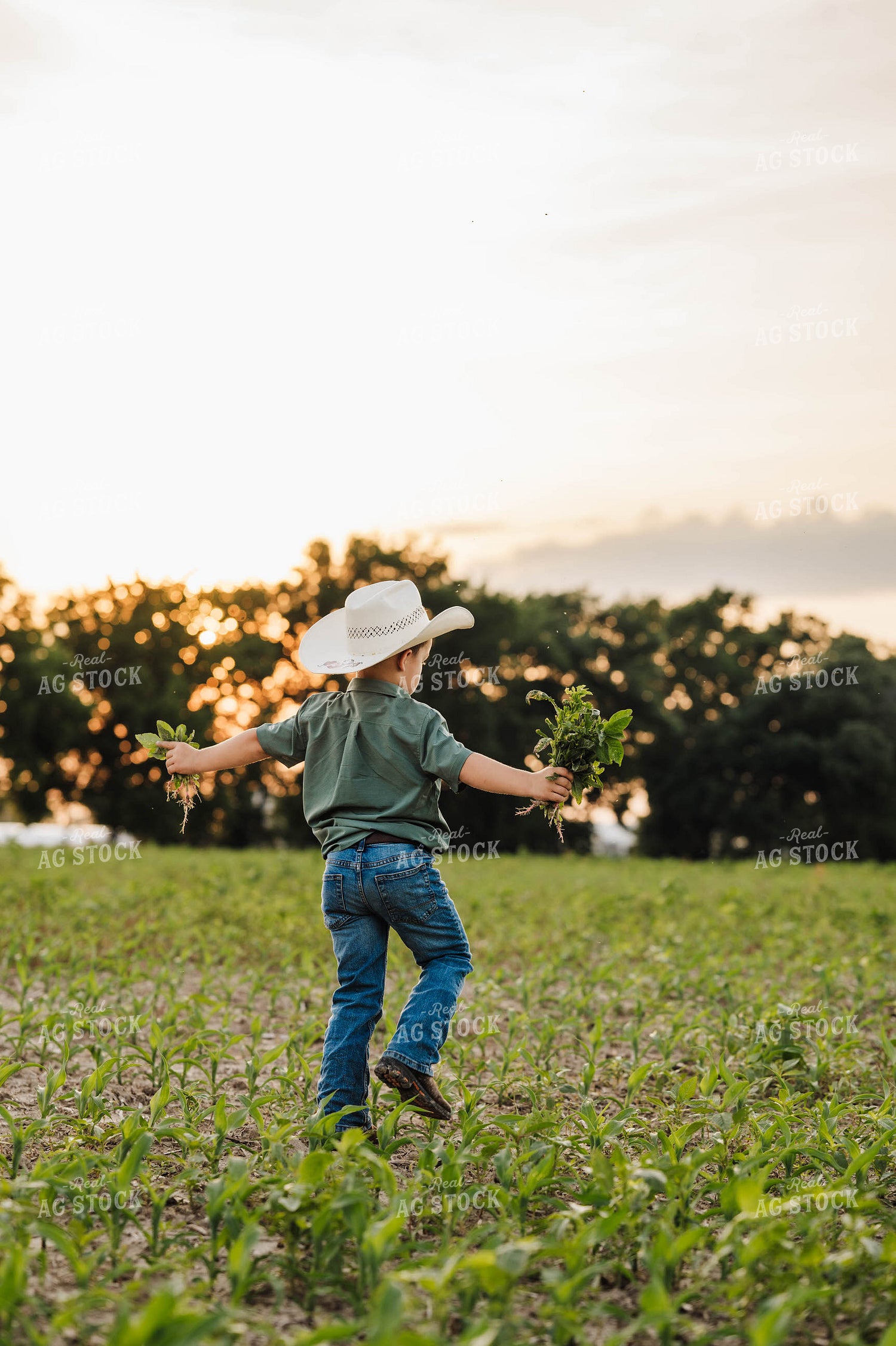 Farm Kid in Cornfield 115308